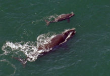 First right whale calf in two years spotted off southeastern coast