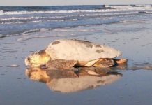 Returning to Home: A sea turtle story
