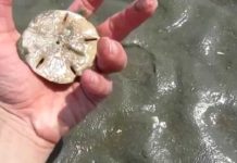 Treasures from the ocean: Beach combing at Hunting Island