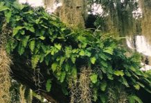 Back to Life: The resurrection fern Back to Life: The resurrection fern