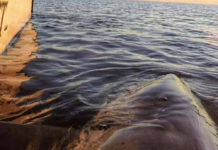 Local fisherman hooks seven great whites in one day Local fisherman hooks seven great whites in one day