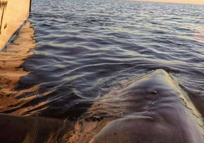 Local fisherman hooks seven great whites in one day