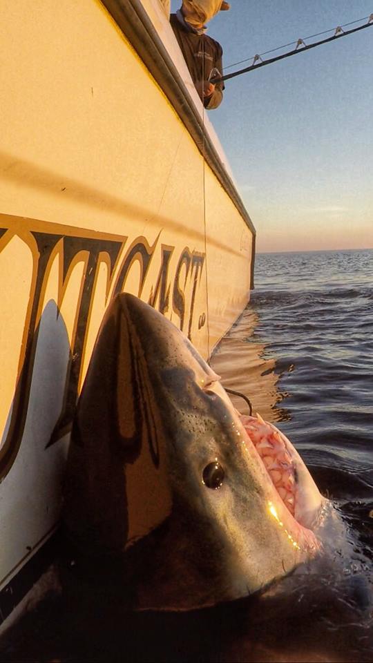 Local fisherman hooks seven great whites in one day