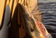 Local crew catches largest male great white ever tagged in Atlantic Local crew catches largest male great white ever tagged in Atlantic