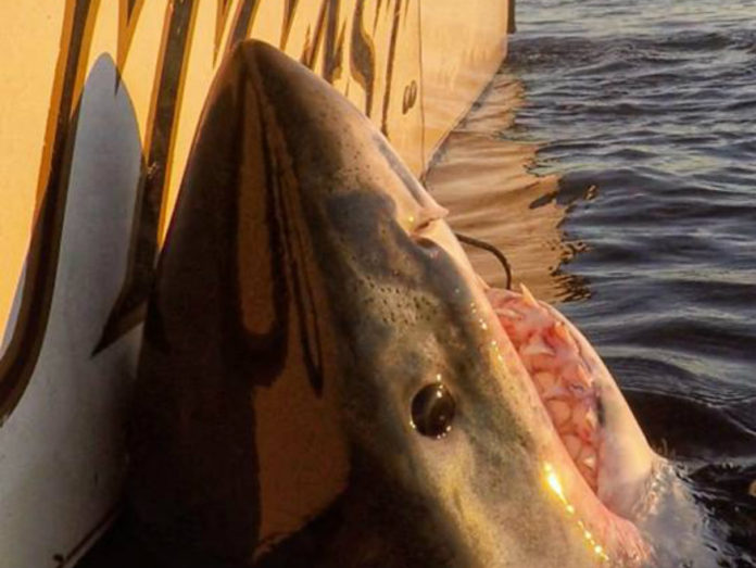 Local crew catches largest male great white ever tagged in Atlantic