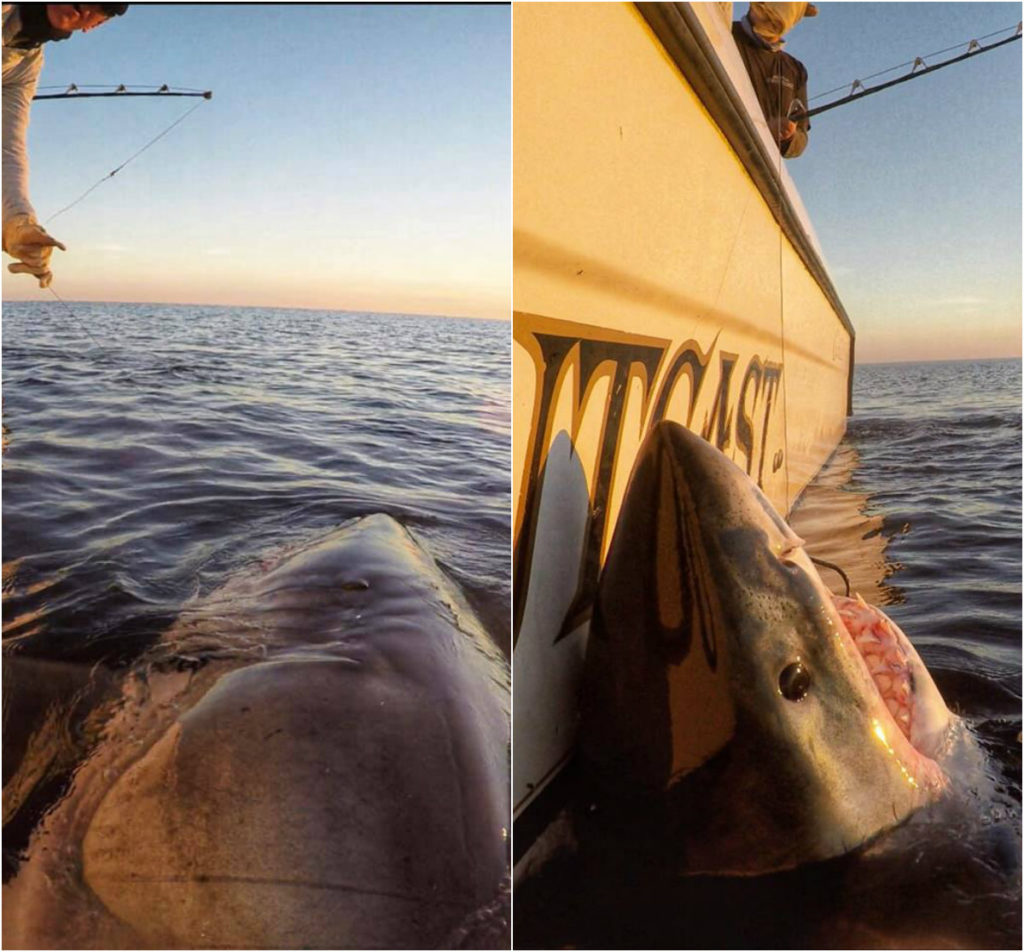 Local crew catches largest male great white ever tagged in Atlantic