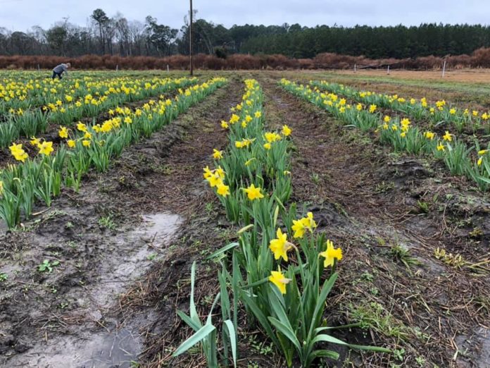 Pick some sunshine: U Pick Daffodil farm open for season