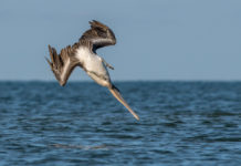Life at the Beach: Dive bombing pelicans
