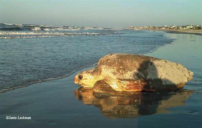 Rising beach temperatures may become too hot for loggerhead turtles in SC