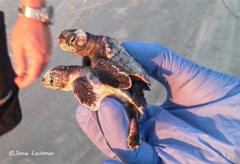 Rising beach temperatures may become too hot for loggerhead turtles in SC