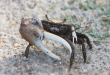 Ebb and Flow: The secret life of Lowcountry fiddler crabs Ebb and Flow: The secret life of Lowcountry fiddler crabs