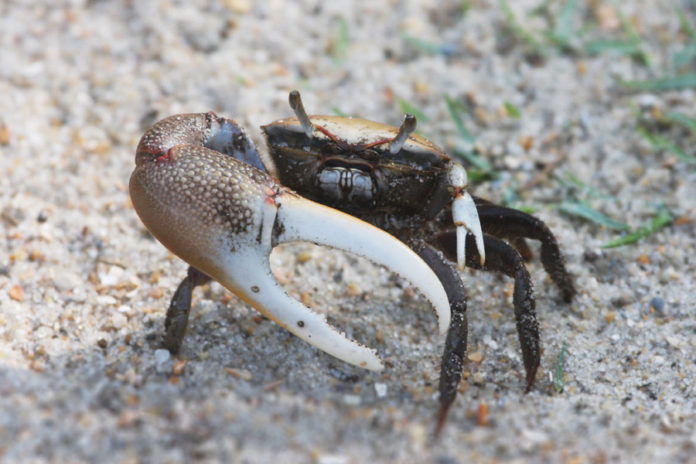 Ebb and Flow: The secret life of Lowcountry fiddler crabs