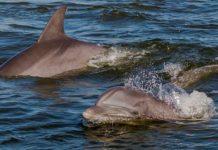Warmer oceans hurting dolphin population Warmer oceans hurting dolphin population