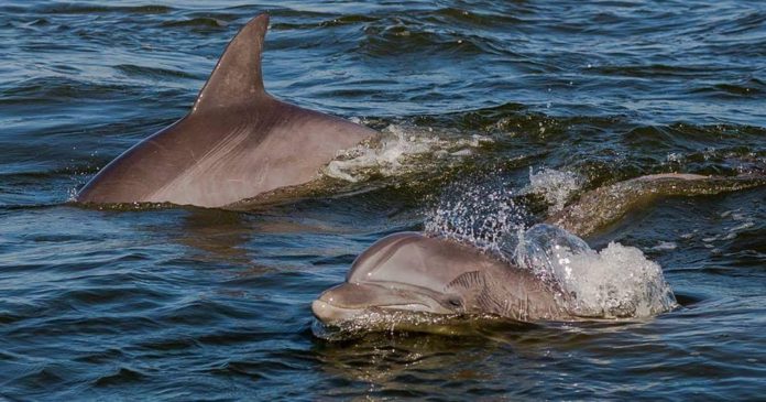 Warmer oceans hurting dolphin population