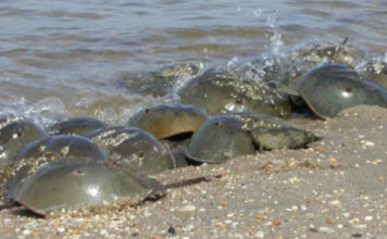 Spring is horseshoe crab spawning season on local beaches