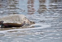 Rare Kemp’s ridley sea turtle nests in Beaufort Rare Kemp's ridley sea turtle nests in Beaufort