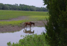 The story of the Marsh Tacky: Beaufort born and bred The story of the Marsh Tacky: Beaufort born and bred
