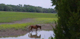 The story of the Marsh Tacky: Beaufort born and bred The story of the Marsh Tacky: Beaufort born and bred