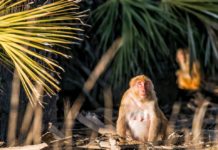 On this Beaufort island, only monkeys are allowed to hang out