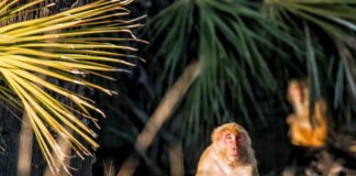 On this Beaufort island, only monkeys are allowed to hang out