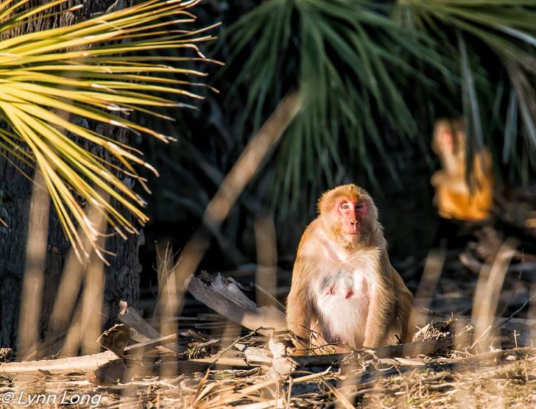 On This Beaufort Island, Only Monkeys Are Allowed To Hang Out - Explore ...