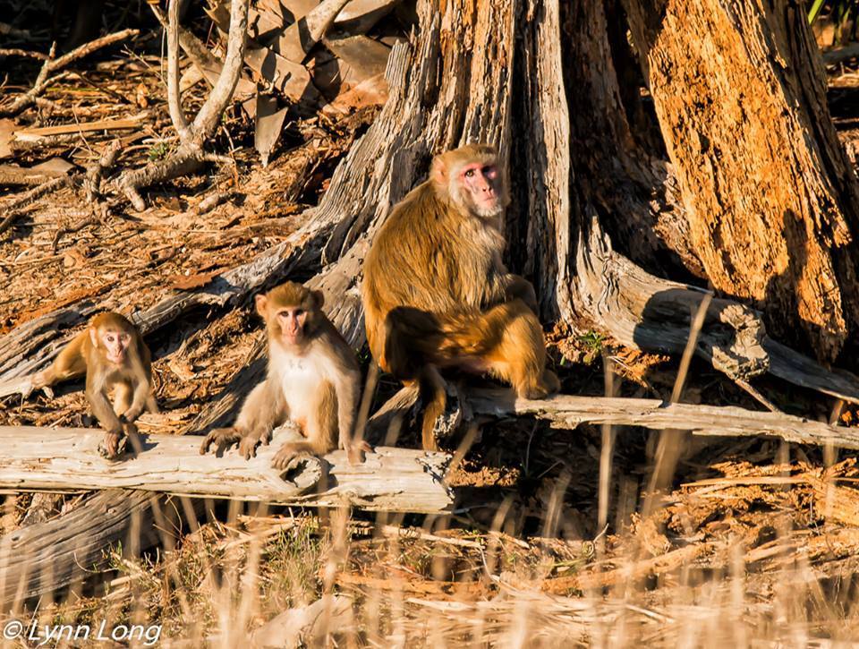 Monkey Island Charleston Sc