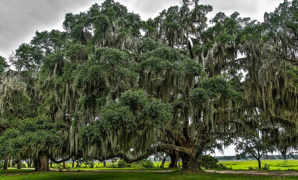 Gathering Spanish Moss In A Swamp On The Mississippi Louisiana