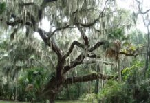 Eleven facts you need to know about Spanish Moss Ten facts you need to know about Spanish Moss