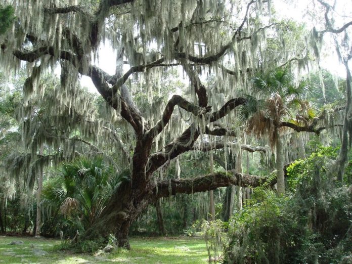Ten facts you need to know about Spanish Moss