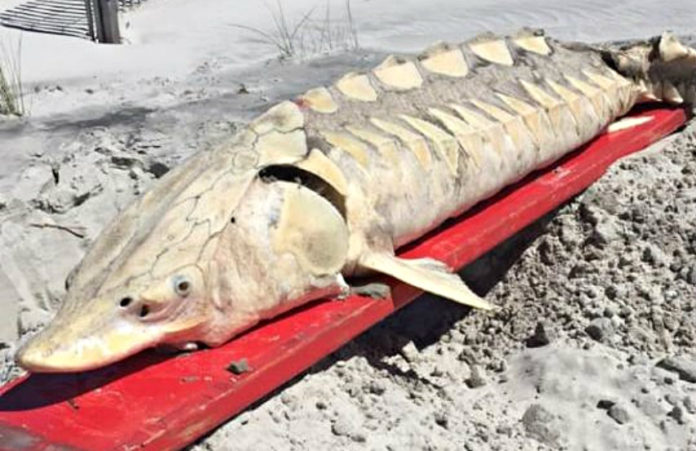 Rare Atlantic sturgeon washes ashore on Beaufort beach