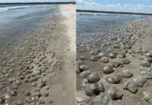 Why are there jellyfish everywhere? Why are there jellyfish everywhere?