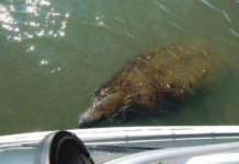 SCDNR warns boaters that manatees are returning to Beaufort waters SCDNR warns boaters that manatees are returning to Beaufort waters