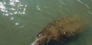 SCDNR warns boaters that manatees are returning to Beaufort waters SCDNR warns boaters that manatees are returning to Beaufort waters