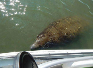 SCDNR warns boaters that manatees are returning to Beaufort waters SCDNR warns boaters that manatees are returning to Beaufort waters