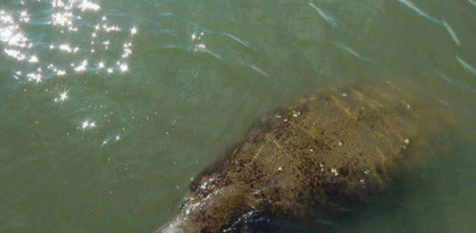 SCDNR warns boaters that manatees are returning to Beaufort waters SCDNR warns boaters that manatees are returning to Beaufort waters