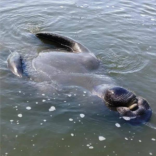 SCDNR warns boaters that manatees are returning to Beaufort waters