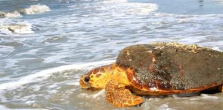 Sea turtle nesting season off to a good start in Beaufort Sea turtle nesting season off to a good start in Beaufort