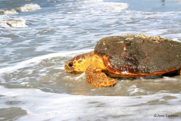 Sea turtle nesting season off to a good start in Beaufort