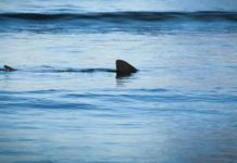 Lowcountry Life: Sharks love Beaufort, too Be aware: Shark safety at the beach
