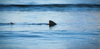 Lowcountry Life: Sharks love Beaufort, too Be aware: Shark safety at the beach