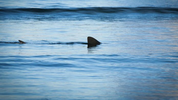 Be aware: Shark safety at the beach