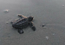 First ever Kemp’s ridley turtle nest hatches in Beaufort County First ever Kemp's ridley turtle nest hatches in Beaufort County