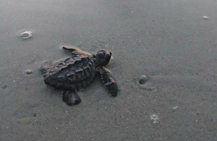 First ever Kemp's ridley turtle nest hatches in Beaufort County