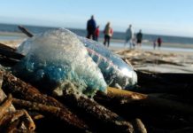 Venomous Portuguese man o’ war spotted on local beaches