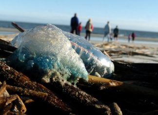 Venomous Portuguese man o’ war spotted on local beaches