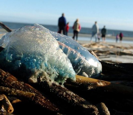 Venomous Portuguese man o’ war spotted on local beaches