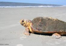 A banner season so far for sea turtles in Beaufort