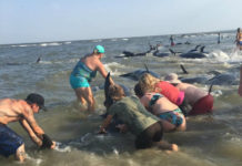 Beachgoers help pod of whales beached on St. Simons Island Beachgoers help pod of whales beached on St. Simons Island
