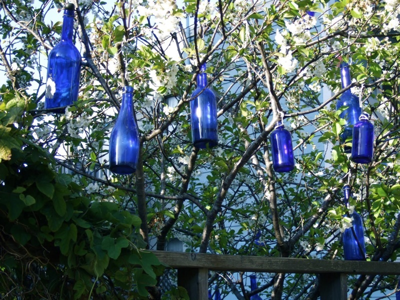 Bottle Trees are really - Mazz & Co. - Plants and Home