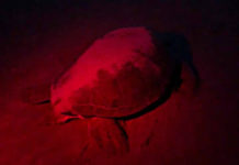 Rare Green sea turtle nests on Beaufort beach